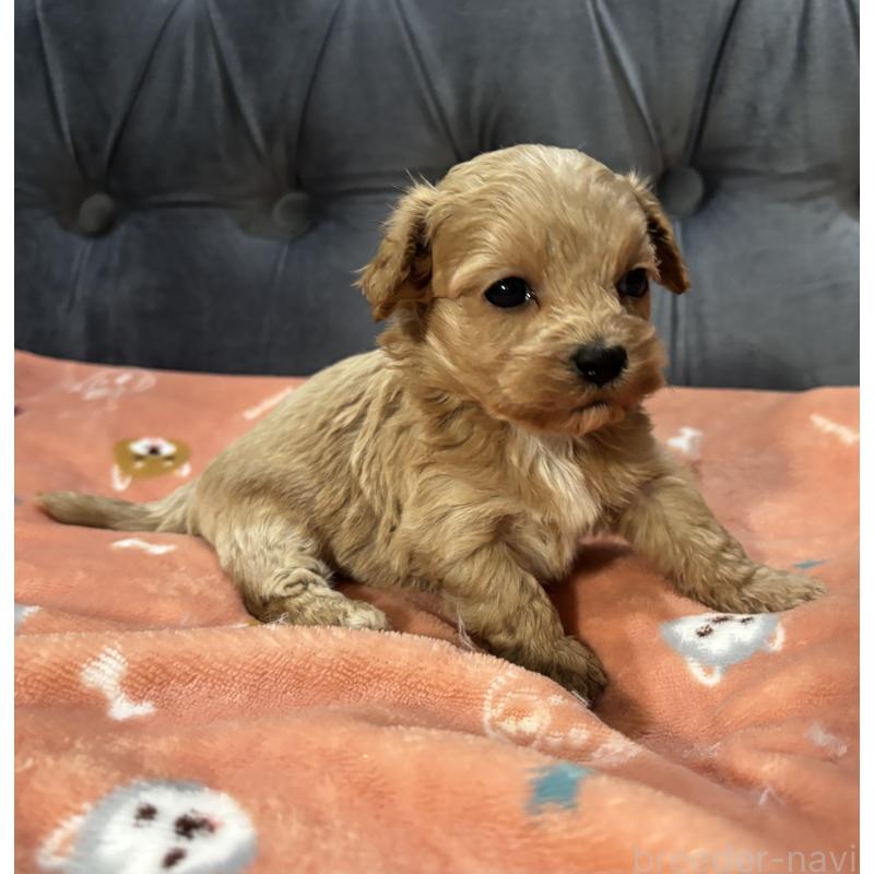 販売中の鹿児島県のマルプー:マルチーズ×トイプードル-452028の4枚目