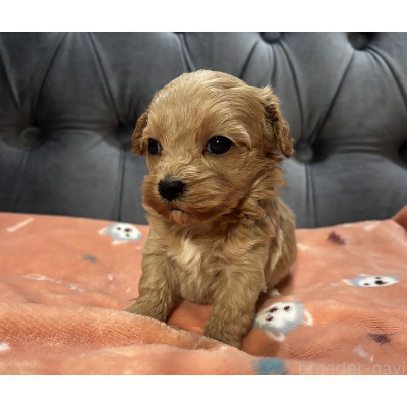 販売中の鹿児島県のマルプー:マルチーズ×トイプードル-452028の3枚目