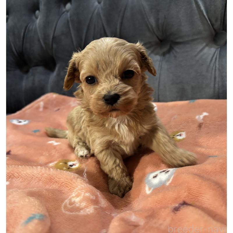 販売中の鹿児島県のマルプー:マルチーズ×トイプードル-452028の2枚目