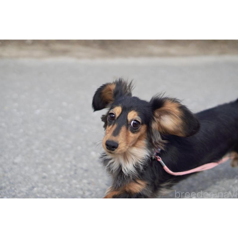 メルちゃん2枚目