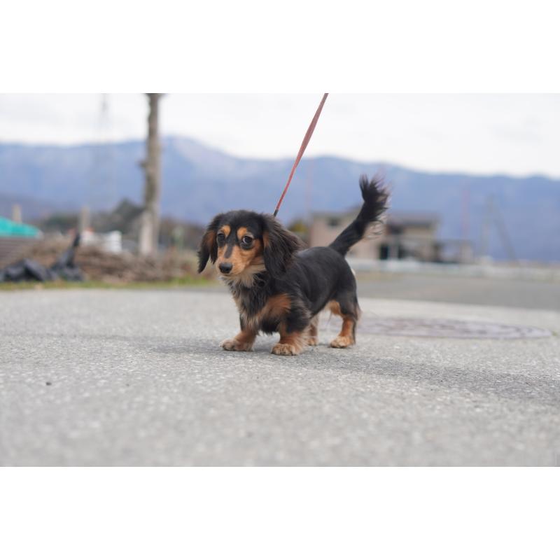 メルちゃん3枚目