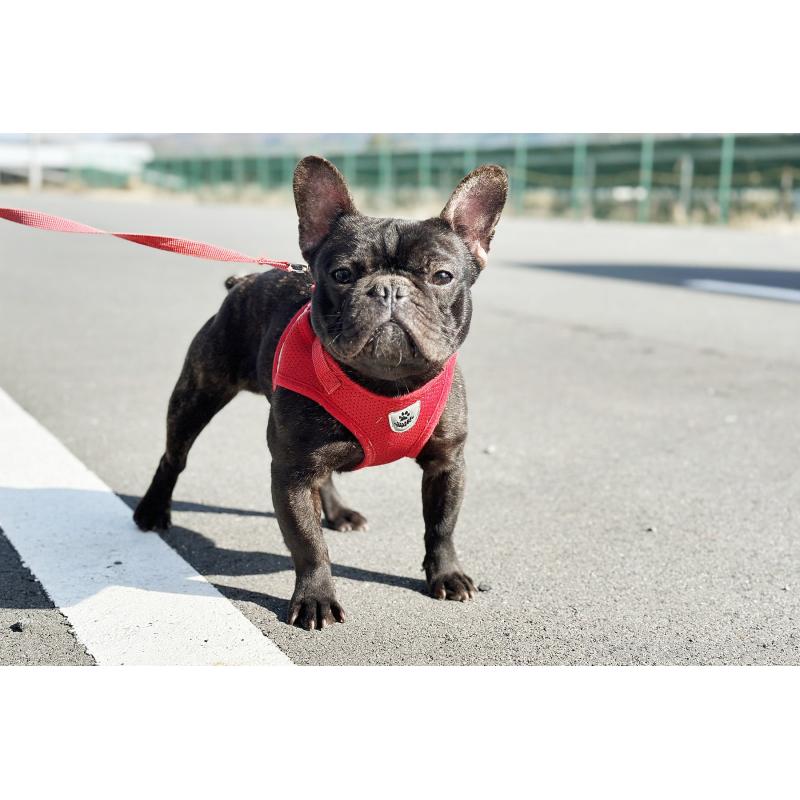 販売中の京都府のフレンチブルドッグ-401985の6枚目