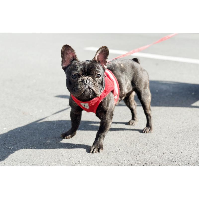 販売中の京都府のフレンチブルドッグ-401985の5枚目