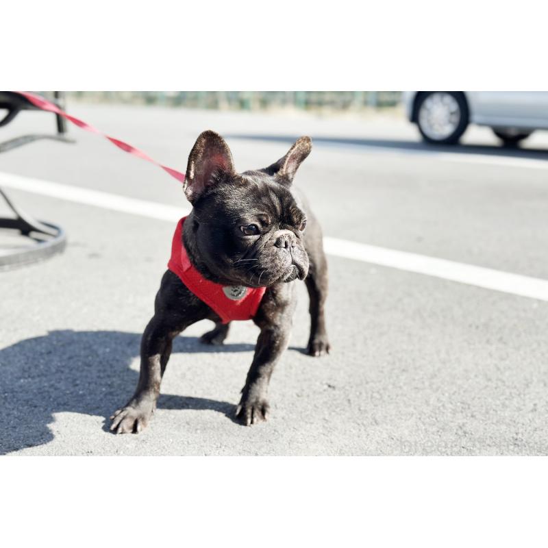 販売中の京都府のフレンチブルドッグ-401985の4枚目