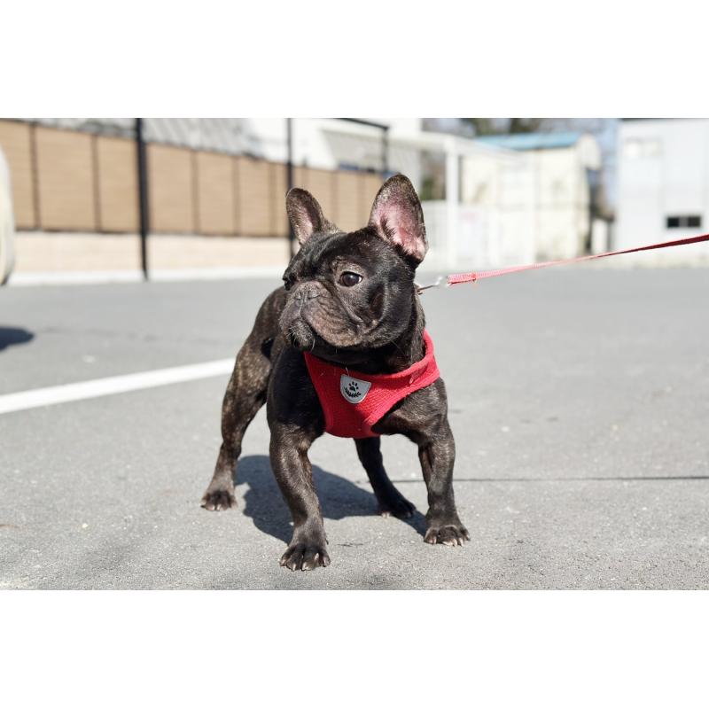 販売中の京都府のフレンチブルドッグ-401985の3枚目