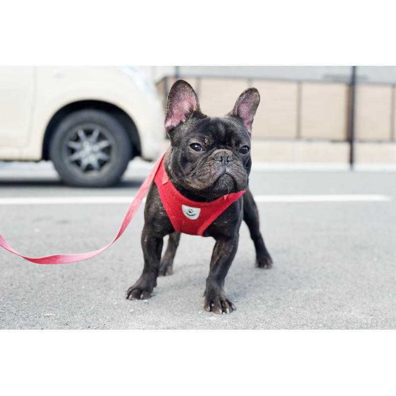 販売中の京都府のフレンチブルドッグ-401985の2枚目