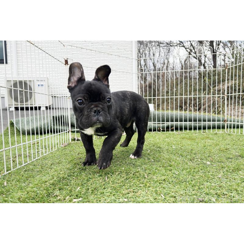 販売中の京都府のフレンチブルドッグ-424905の7枚目