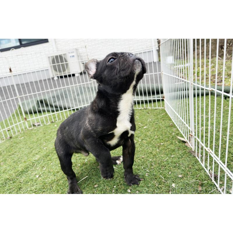 販売中の京都府のフレンチブルドッグ-424905の6枚目