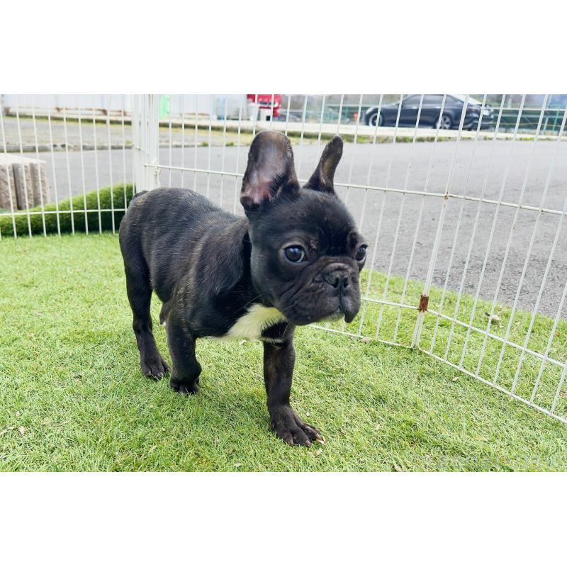 販売中の京都府のフレンチブルドッグ-424905の5枚目