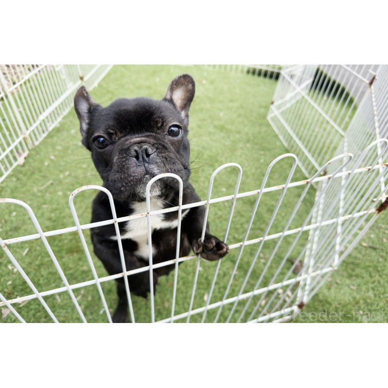 販売中の京都府のフレンチブルドッグ-424905の4枚目