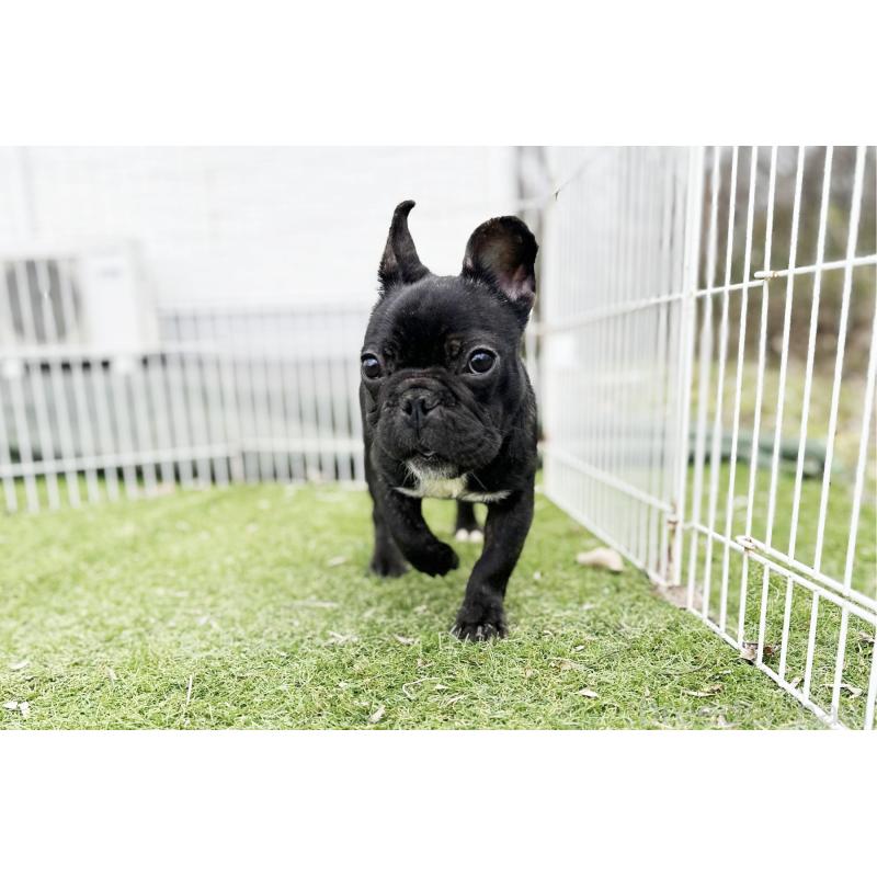 販売中の京都府のフレンチブルドッグ-424905の3枚目