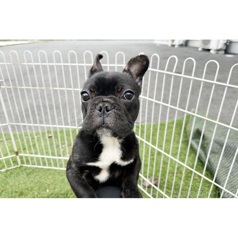 販売中の京都府のフレンチブルドッグ-424905の2枚目