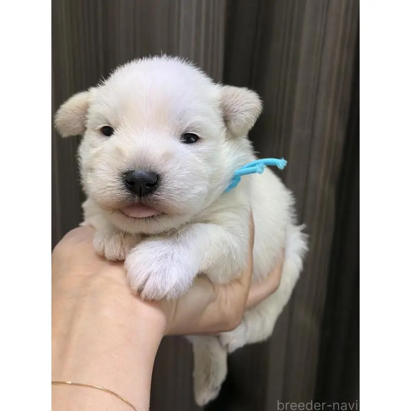 販売中の滋賀県のミニチュアシュナウザー-452029の5枚目