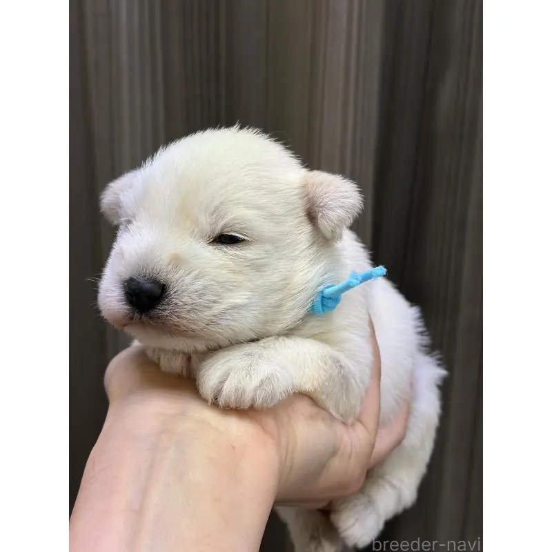 販売中の滋賀県のミニチュアシュナウザー-452029の4枚目