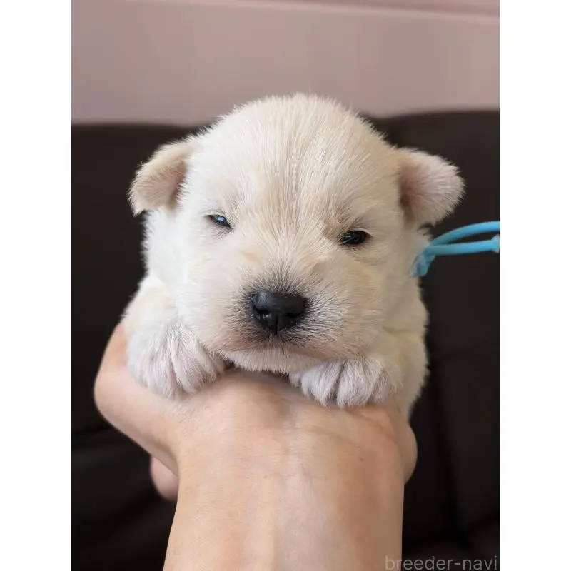 販売中の滋賀県のミニチュアシュナウザー-452029の3枚目