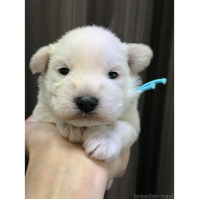 販売中の滋賀県のミニチュアシュナウザー-452029の2枚目