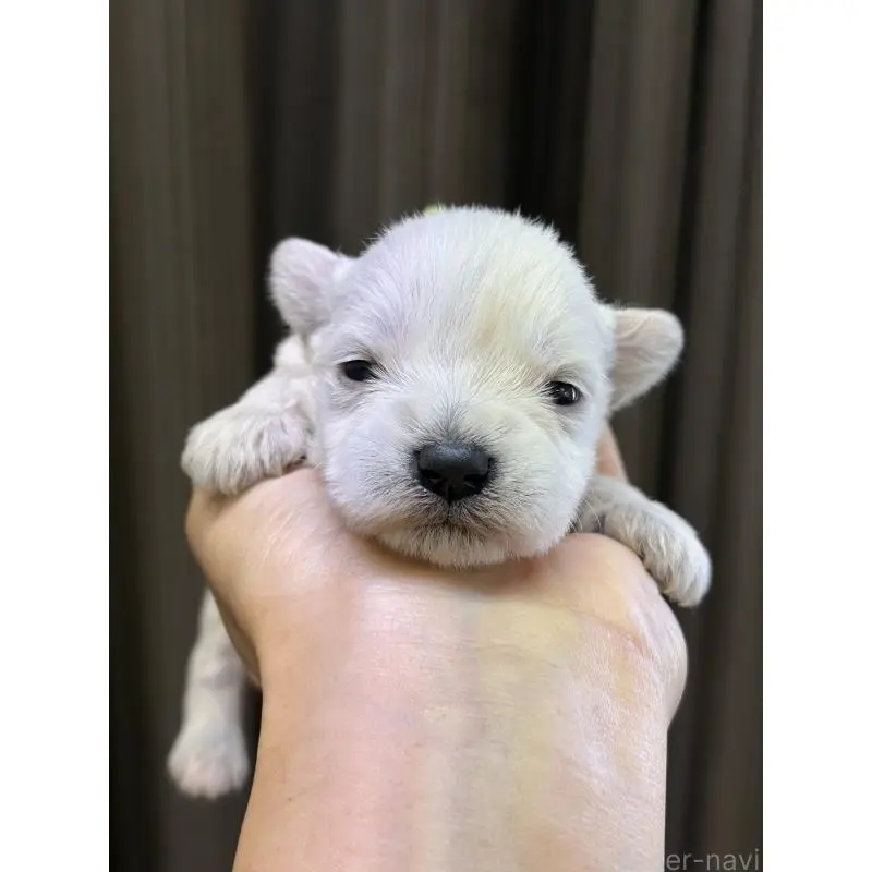 販売中の滋賀県のミニチュアシュナウザー-452030の4枚目