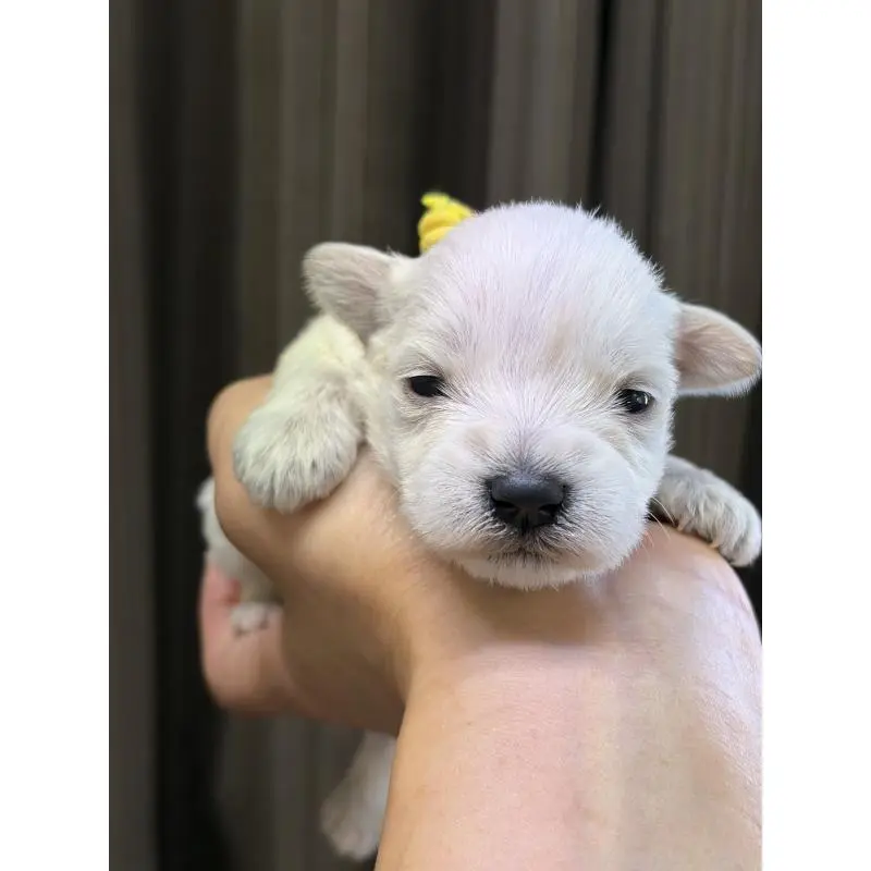 販売中の滋賀県のミニチュアシュナウザー-452030の3枚目