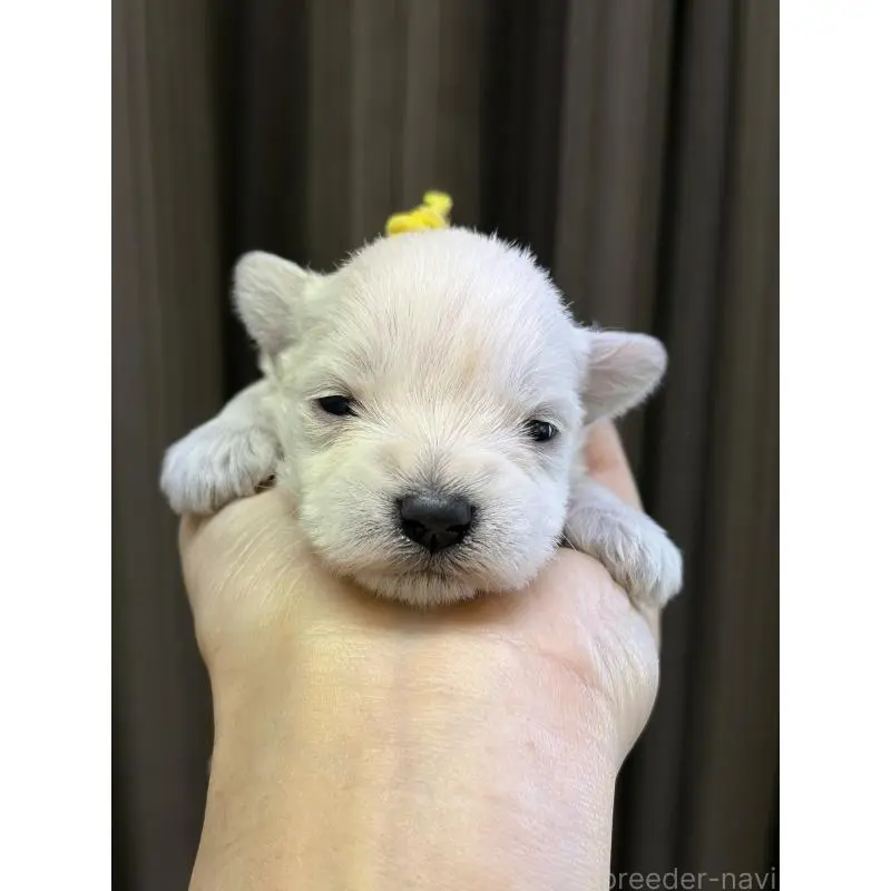 販売中の滋賀県のミニチュアシュナウザー-452030の2枚目