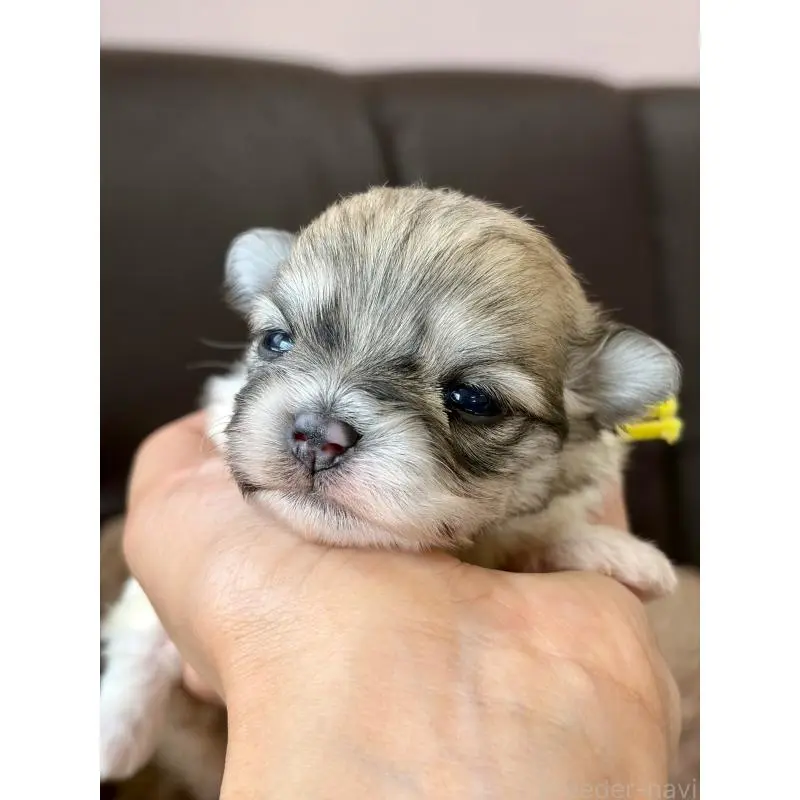 販売中の滋賀県のミックス犬-452031の3枚目