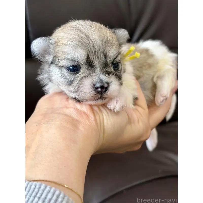 販売中の滋賀県のミックス犬-452031の2枚目