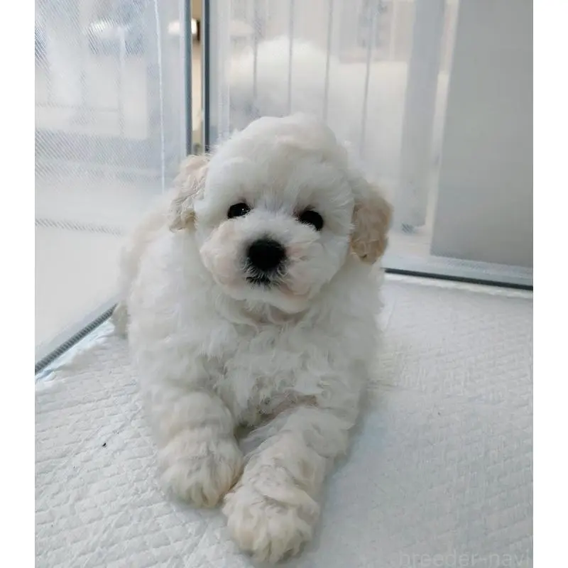 販売中の千葉県のタイニープードル-452032の4枚目