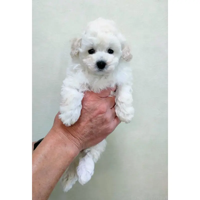 販売中の千葉県のタイニープードル-452032の3枚目