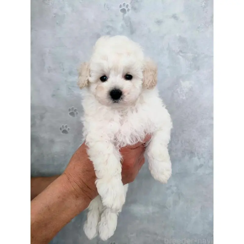 販売中の千葉県のタイニープードル-452032の2枚目
