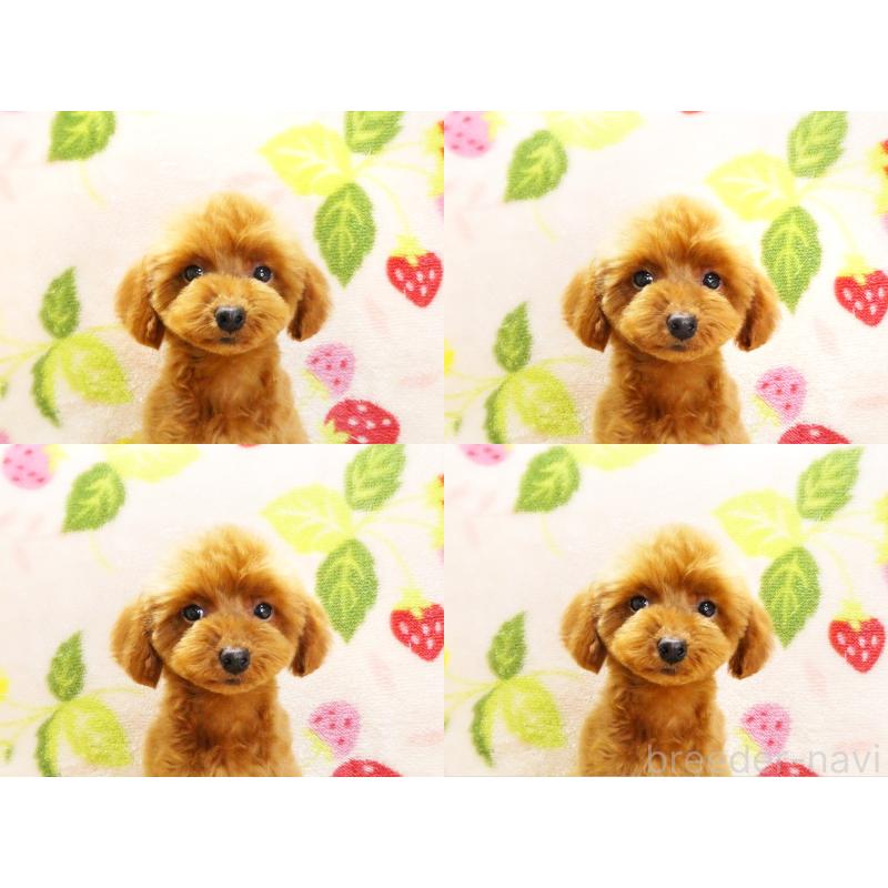 販売中の千葉県のティーカッププードル-436140の6枚目