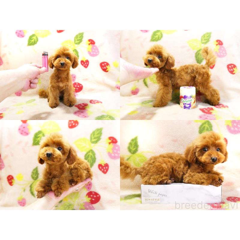 販売中の千葉県のティーカッププードル-436140の5枚目