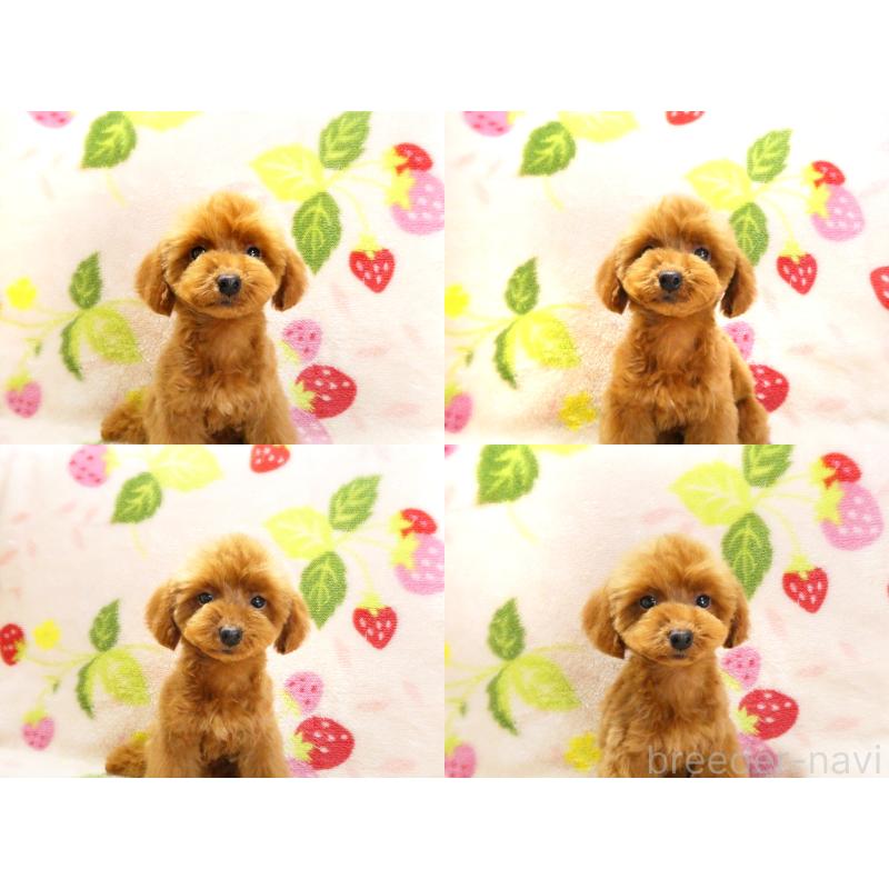 販売中の千葉県のティーカッププードル-436140の4枚目