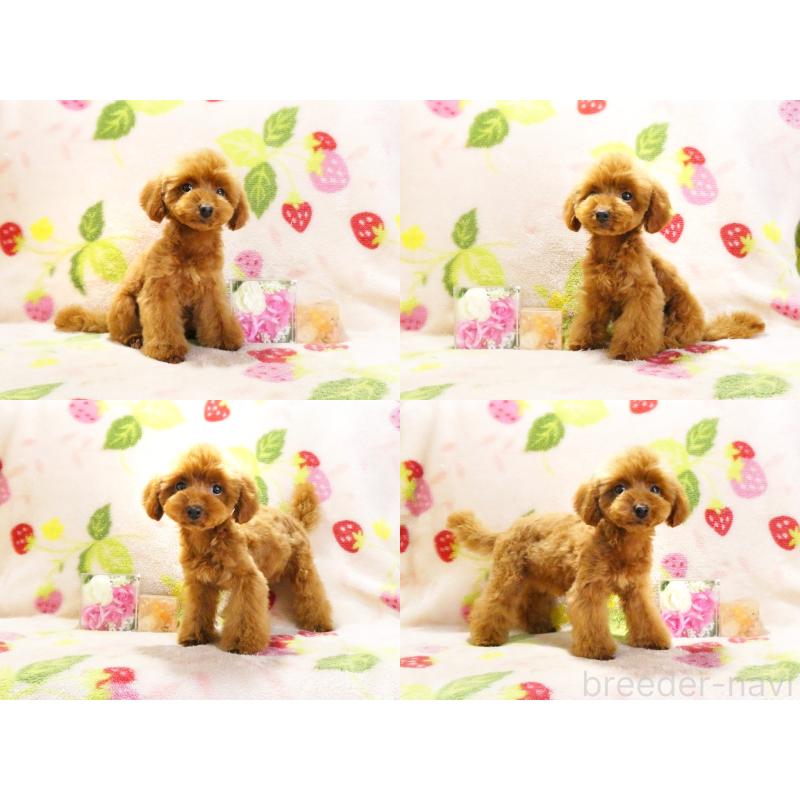 販売中の千葉県のティーカッププードル-436140の3枚目