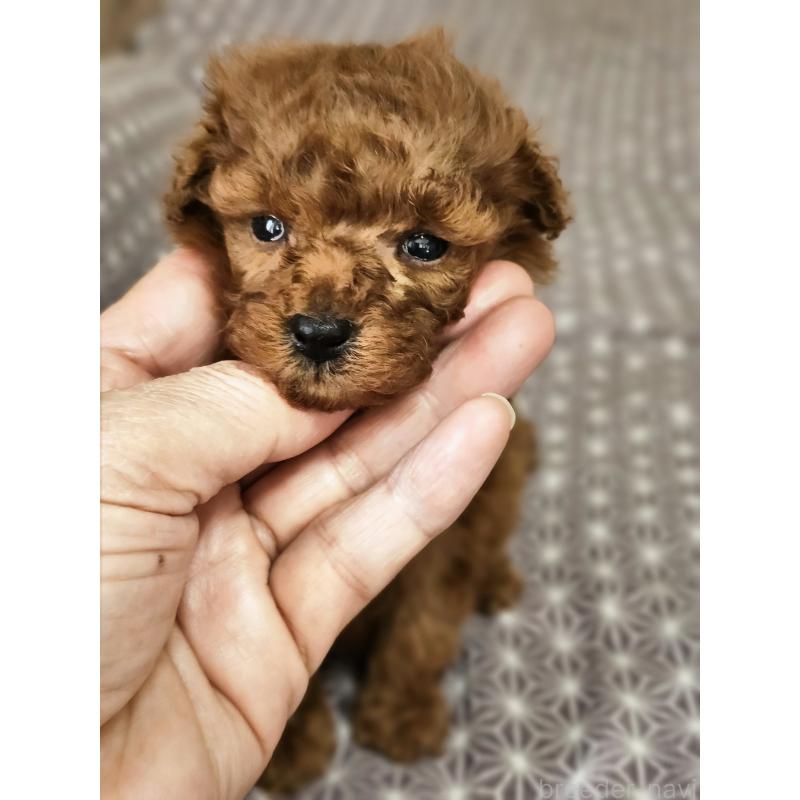 販売中の埼玉県のティーカッププードル-452033の14枚目