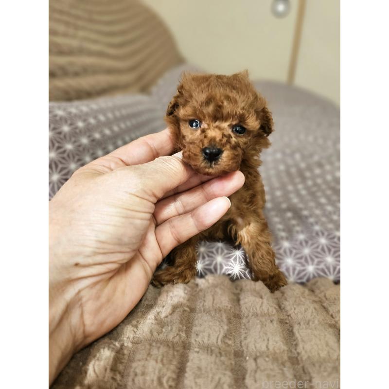 販売中の埼玉県のティーカッププードル-452033の13枚目