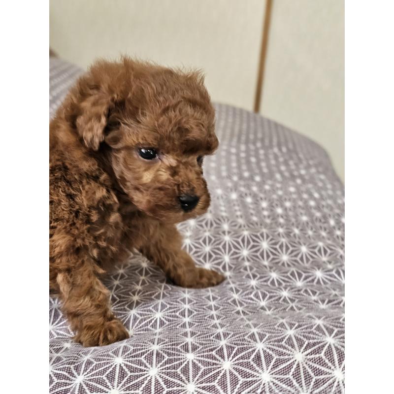 販売中の埼玉県のティーカッププードル-452033の12枚目