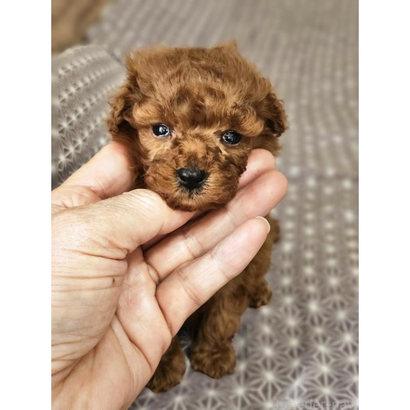 販売中の埼玉県のティーカッププードル-452033の11枚目