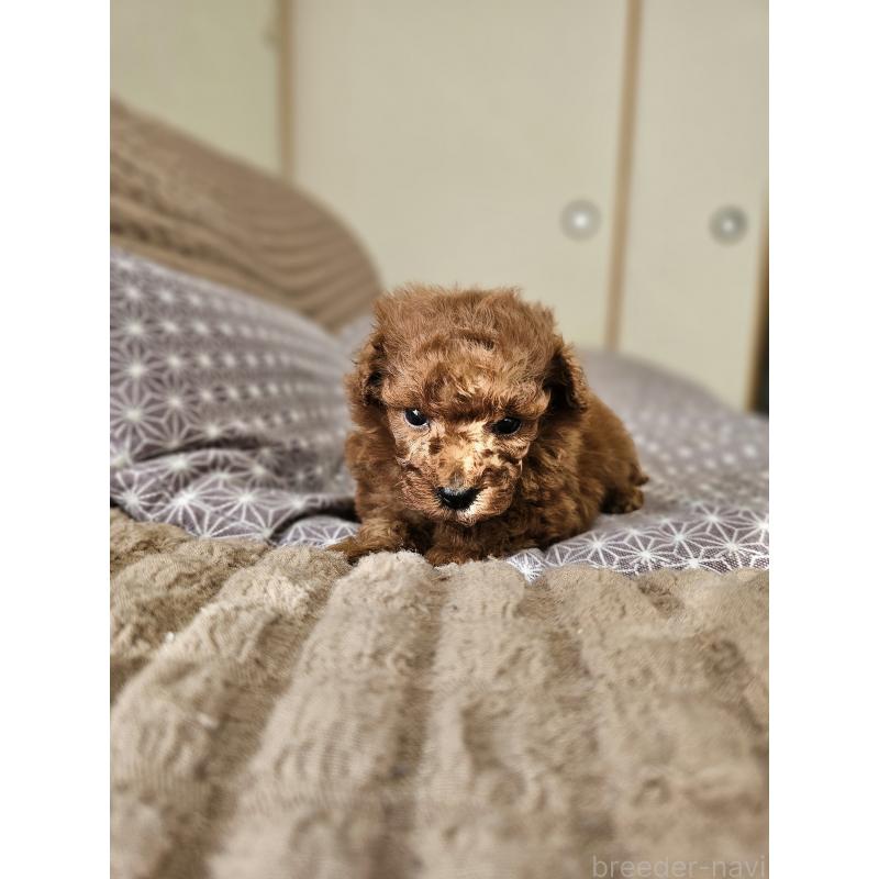 販売中の埼玉県のティーカッププードル-452033の10枚目