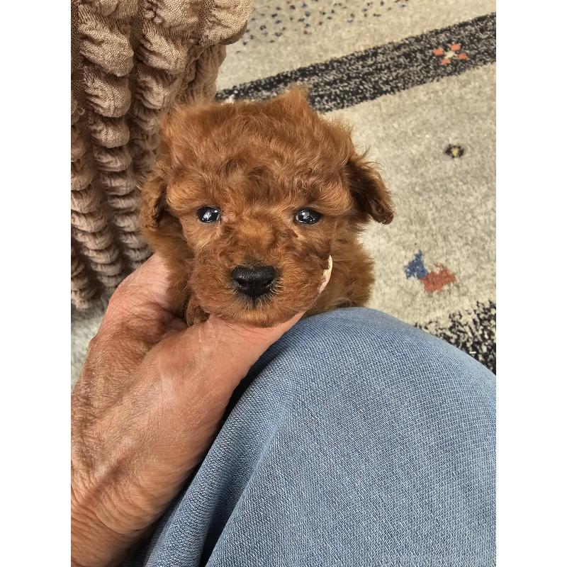 販売中の埼玉県のティーカッププードル-452033の9枚目