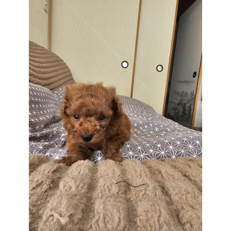 販売中の埼玉県のティーカッププードル-452033の8枚目