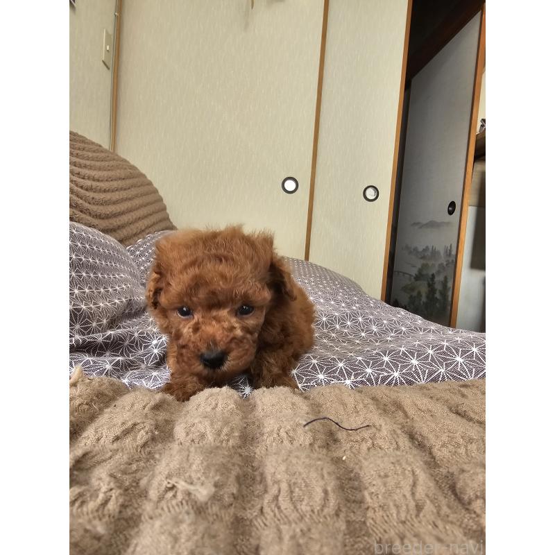 販売中の埼玉県のティーカッププードル-452033の7枚目