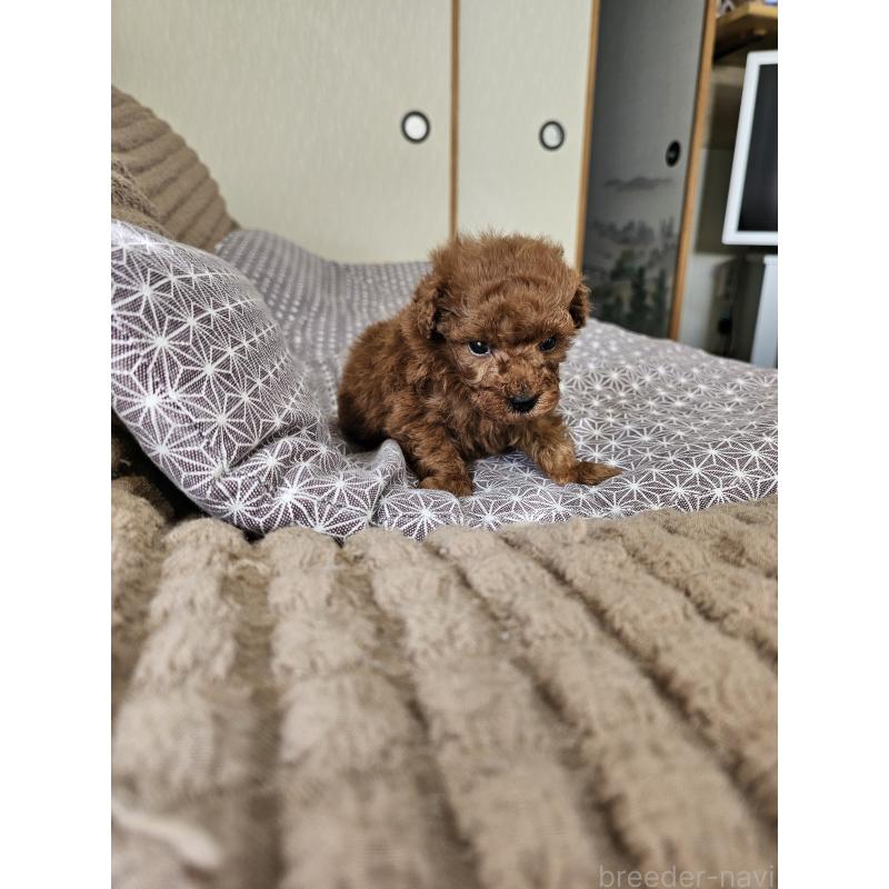 販売中の埼玉県のティーカッププードル-452033の6枚目