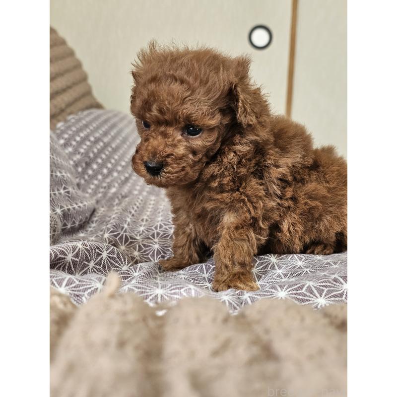 販売中の埼玉県のティーカッププードル-452033の5枚目