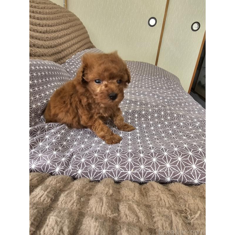 販売中の埼玉県のティーカッププードル-452033の4枚目