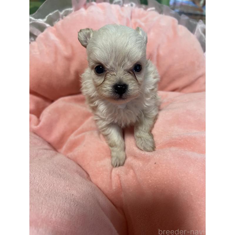 販売中の埼玉県のチワプー:チワワ×トイプードル-452034の5枚目