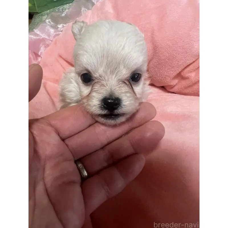 販売中の埼玉県のチワプー:チワワ×トイプードル-452034の4枚目