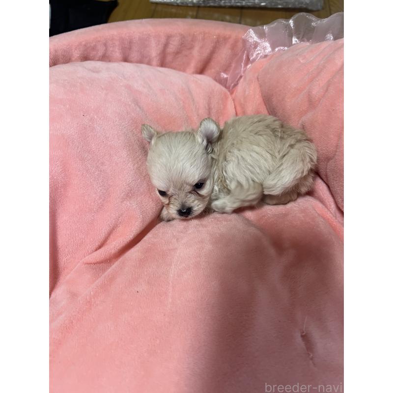 販売中の埼玉県のチワプー:チワワ×トイプードル-452034の2枚目