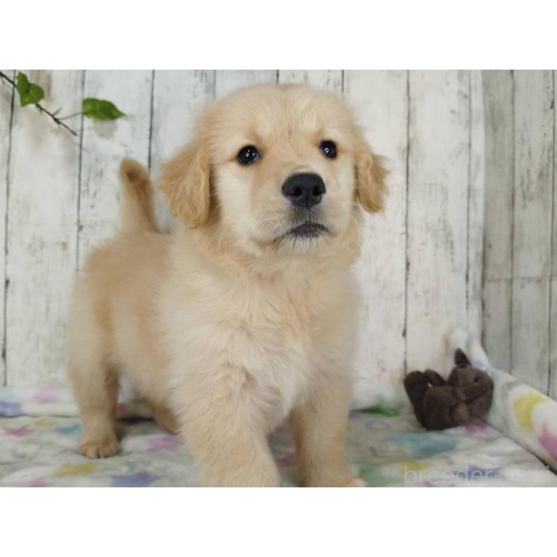 販売中の三重県のゴールデンレトリーバー-452035の5枚目