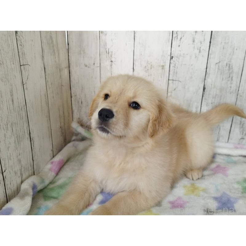 販売中の三重県のゴールデンレトリーバー-452035の4枚目