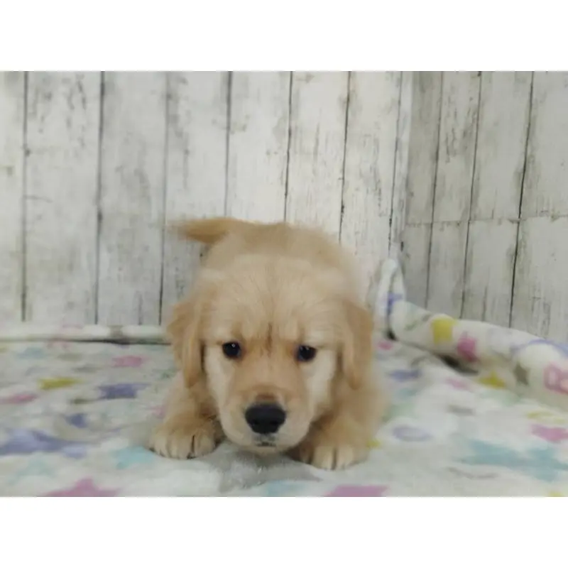 販売中の三重県のゴールデンレトリーバー-452035の2枚目