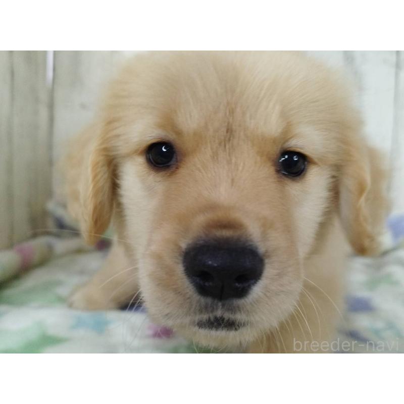 販売中の三重県のゴールデンレトリーバー-452035の3枚目